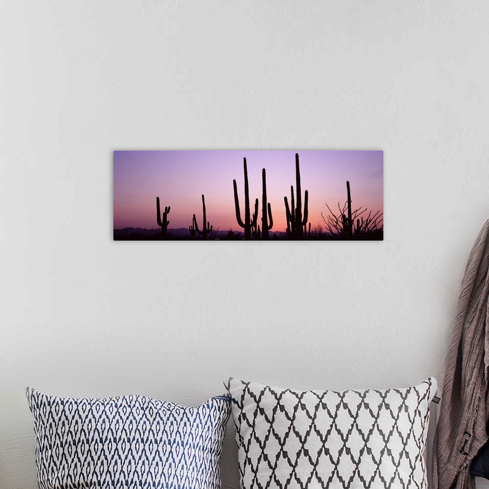 A bohemian room featuring Several organ pipe cactuses contrast with the pastel colored twilight sky in this panoramic, land...