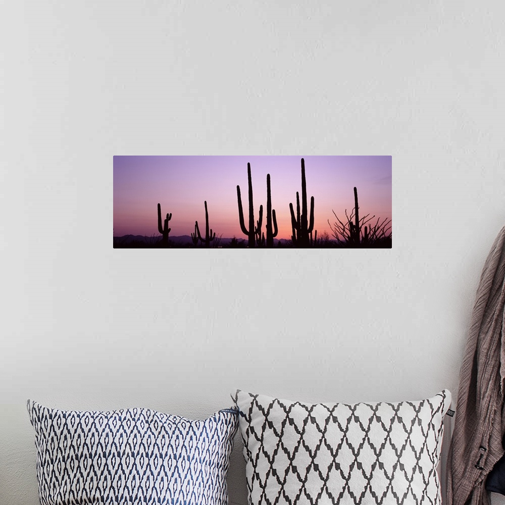 A bohemian room featuring Several organ pipe cactuses contrast with the pastel colored twilight sky in this panoramic, land...