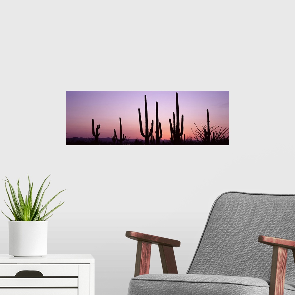 A modern room featuring Several organ pipe cactuses contrast with the pastel colored twilight sky in this panoramic, land...