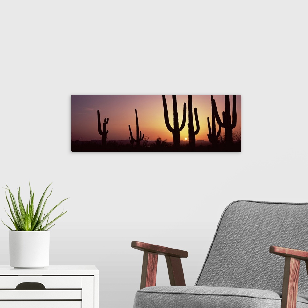 A modern room featuring Panoramic photo print of cactus plants in the desert silhouetted against a setting sun.