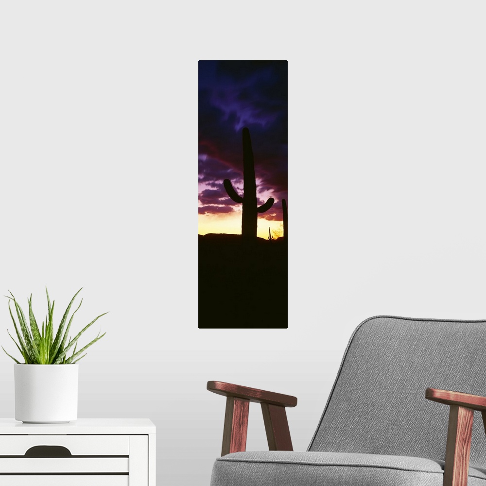 A modern room featuring Silhouette of saguaro cactus at sunset, Organ Pipe Cactus National Monument, Arizona