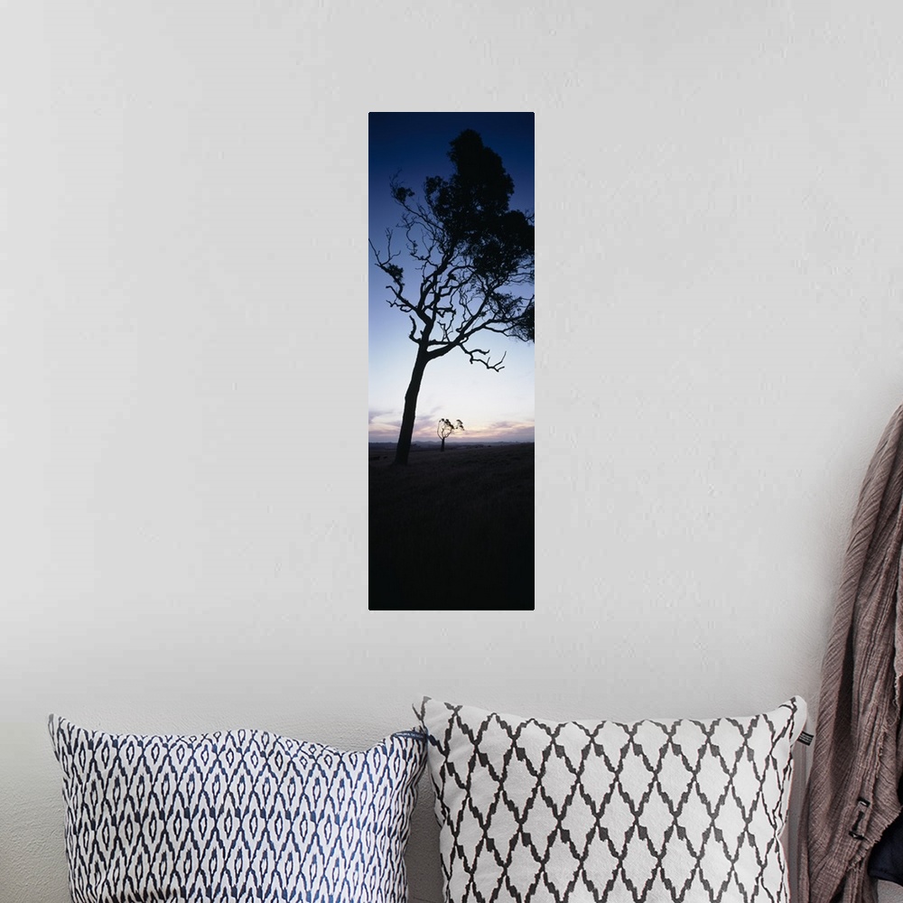 A bohemian room featuring Silhouette of trees at dusk, Western Australia, Australia