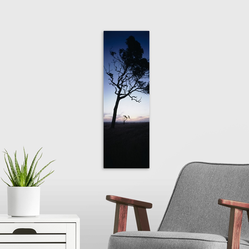A modern room featuring Silhouette of trees at dusk, Western Australia, Australia