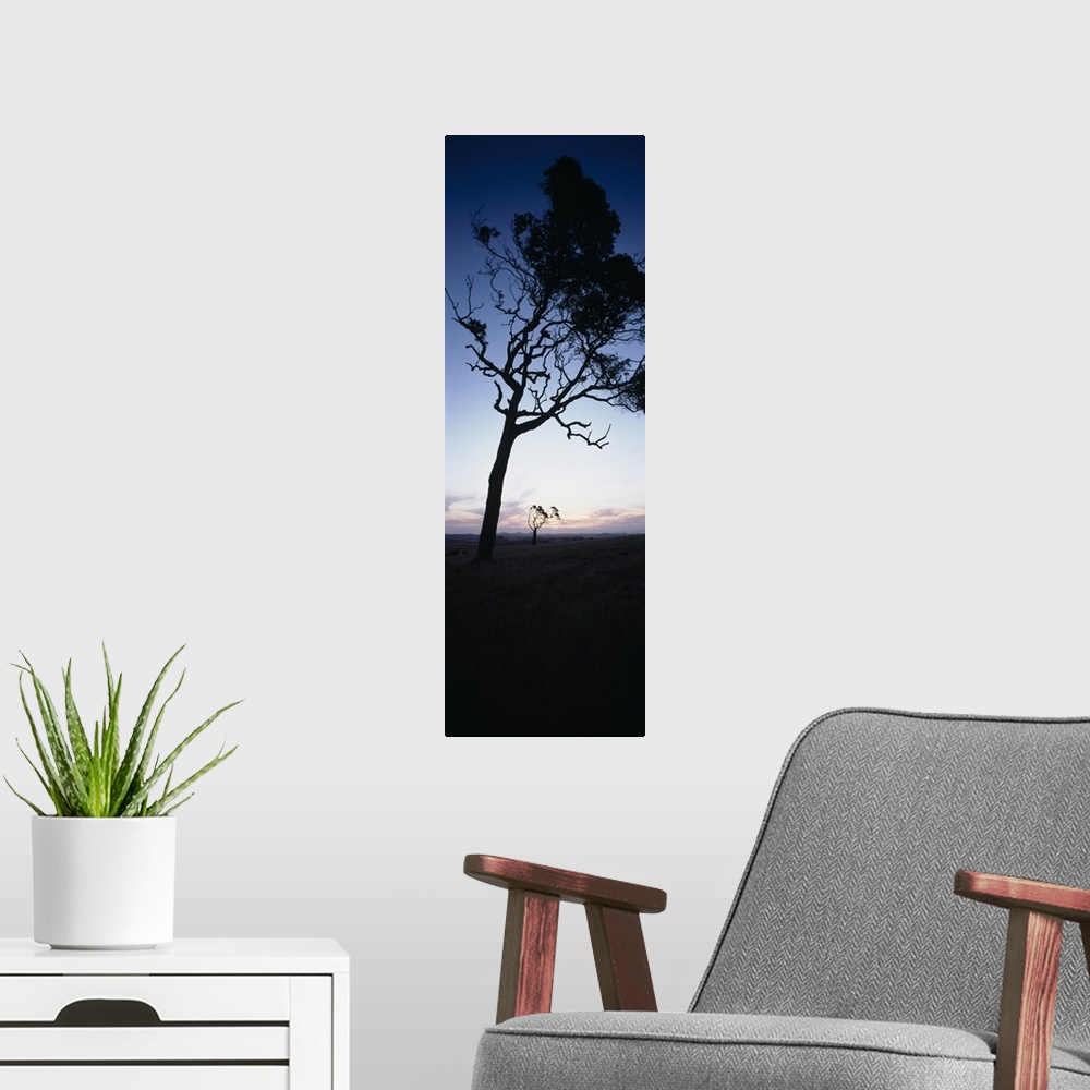 A modern room featuring Silhouette of trees at dusk, Western Australia, Australia