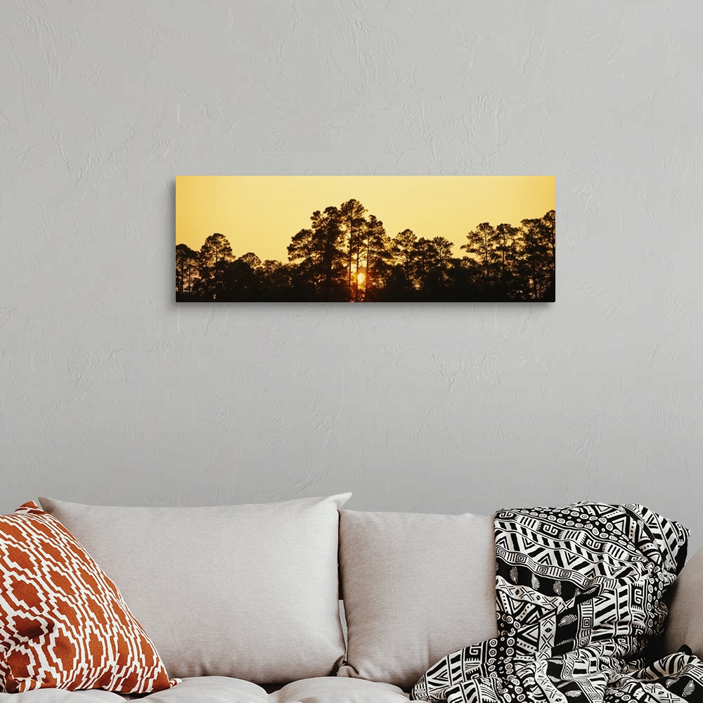 A bohemian room featuring Silhouette of trees at sunset, The Golden Isles of Georgia, Georgia
