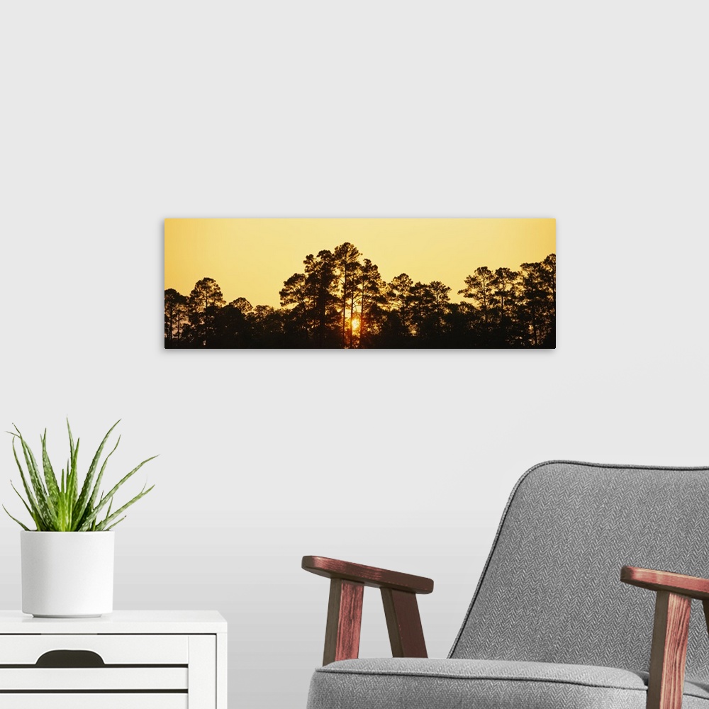 A modern room featuring Silhouette of trees at sunset, The Golden Isles of Georgia, Georgia