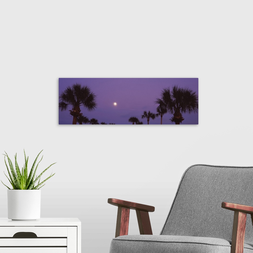 A modern room featuring Silhouette of trees at sunset, Venice, Florida
