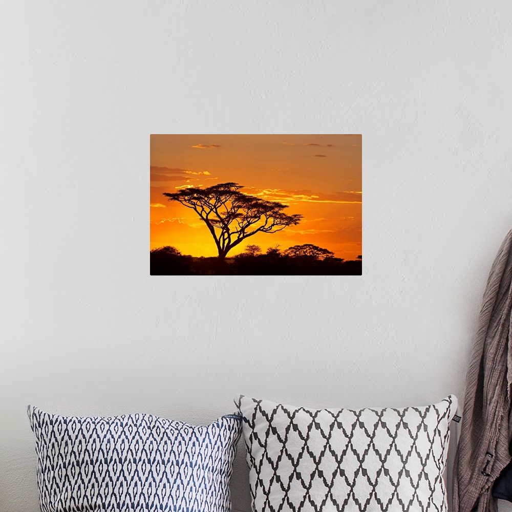 A bohemian room featuring A dark tree stands out from the African savannah as the sun sets behind it and outlines the cloud...