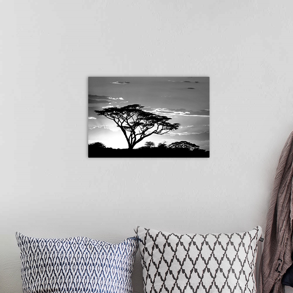 A bohemian room featuring This landscape photograph shows one savannah tree growing taller than the others and reaching tow...