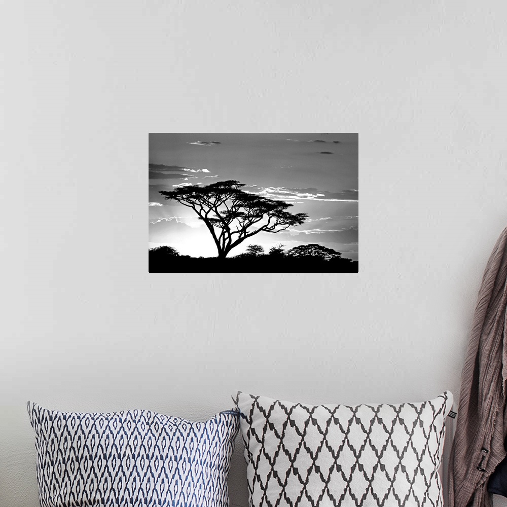 A bohemian room featuring This landscape photograph shows one savannah tree growing taller than the others and reaching tow...
