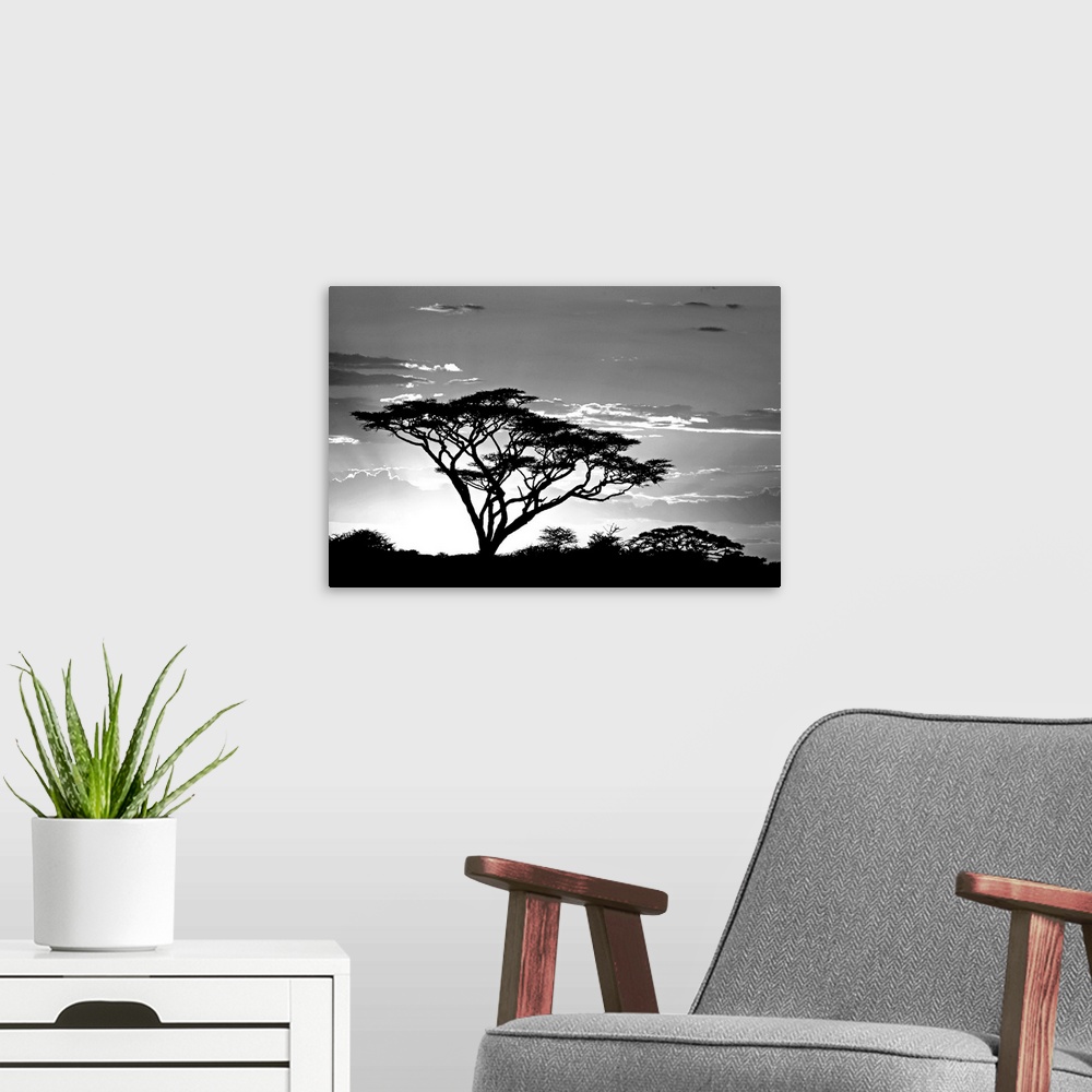 A modern room featuring This landscape photograph shows one savannah tree growing taller than the others and reaching tow...