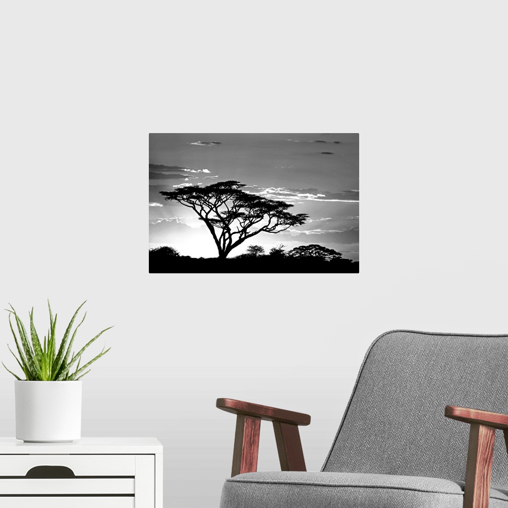 A modern room featuring This landscape photograph shows one savannah tree growing taller than the others and reaching tow...
