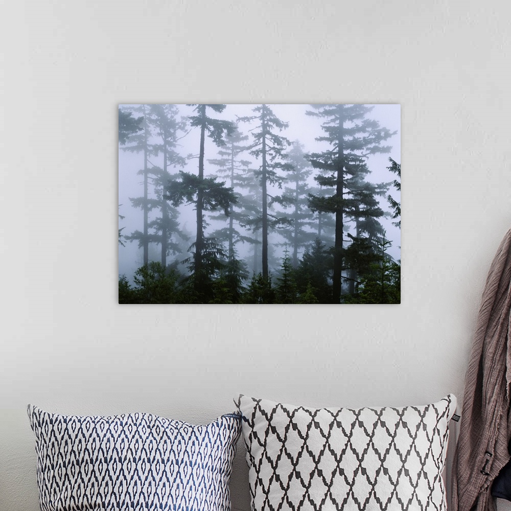 A bohemian room featuring Scenic photo of fog mingling among tall Douglas Fir pine trees.