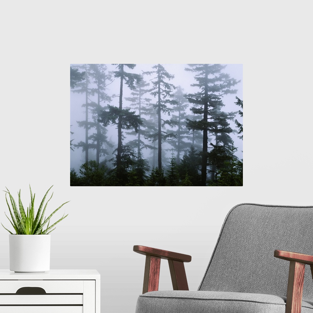 A modern room featuring Scenic photo of fog mingling among tall Douglas Fir pine trees.