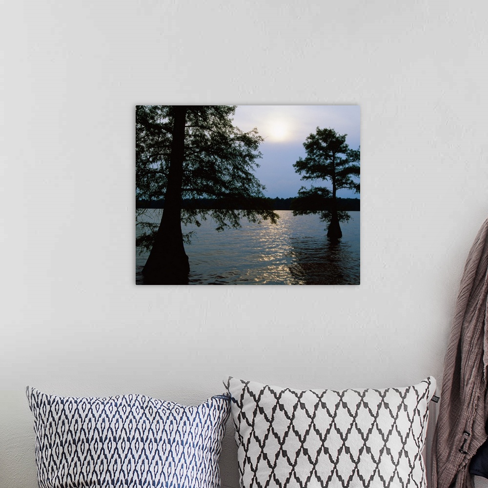 A bohemian room featuring Silhouetted bald cypress trees (Taxodium distichum) in Lake Bolivar, Mississippi