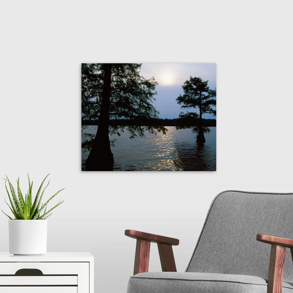 A modern room featuring Silhouetted bald cypress trees (Taxodium distichum) in Lake Bolivar, Mississippi