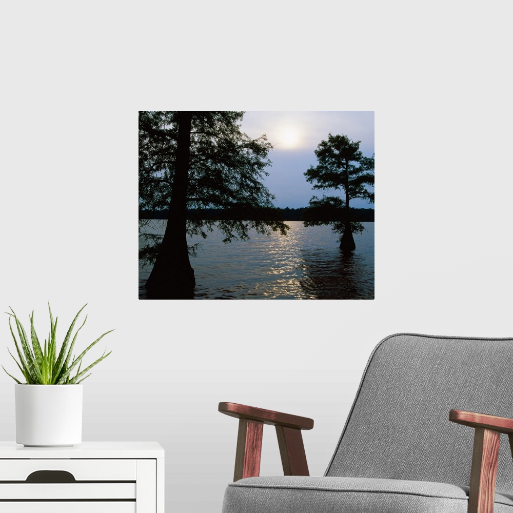 A modern room featuring Silhouetted bald cypress trees (Taxodium distichum) in Lake Bolivar, Mississippi