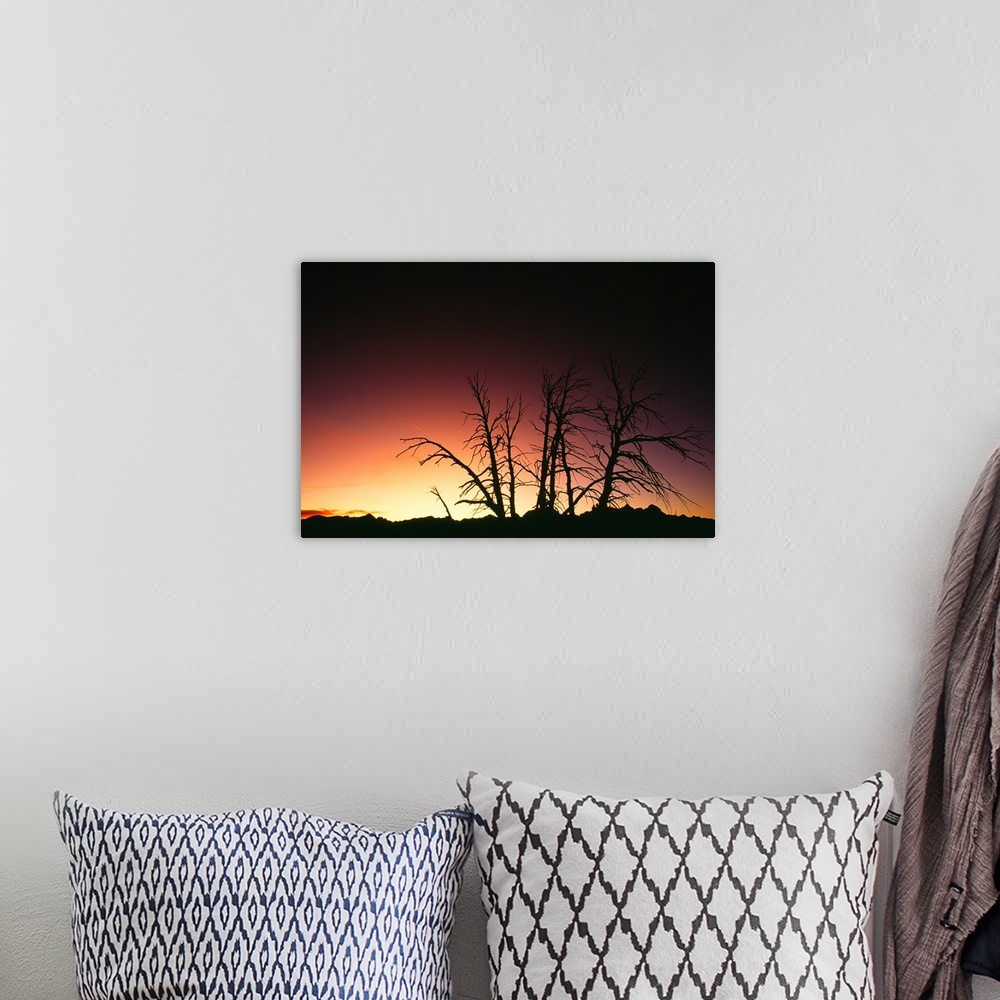 A bohemian room featuring Silhouetted bare trees, sunset.