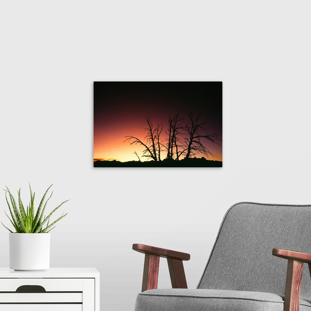 A modern room featuring Silhouetted bare trees, sunset.