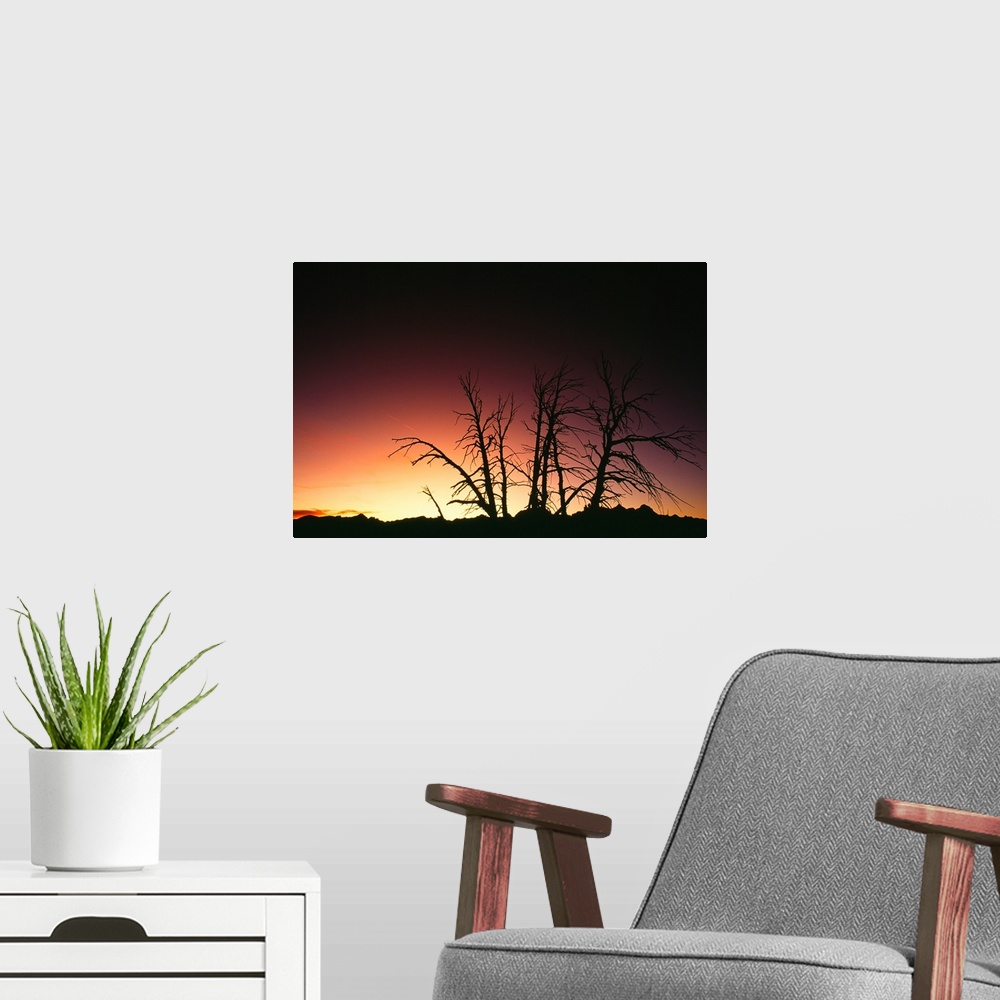 A modern room featuring Silhouetted bare trees, sunset.