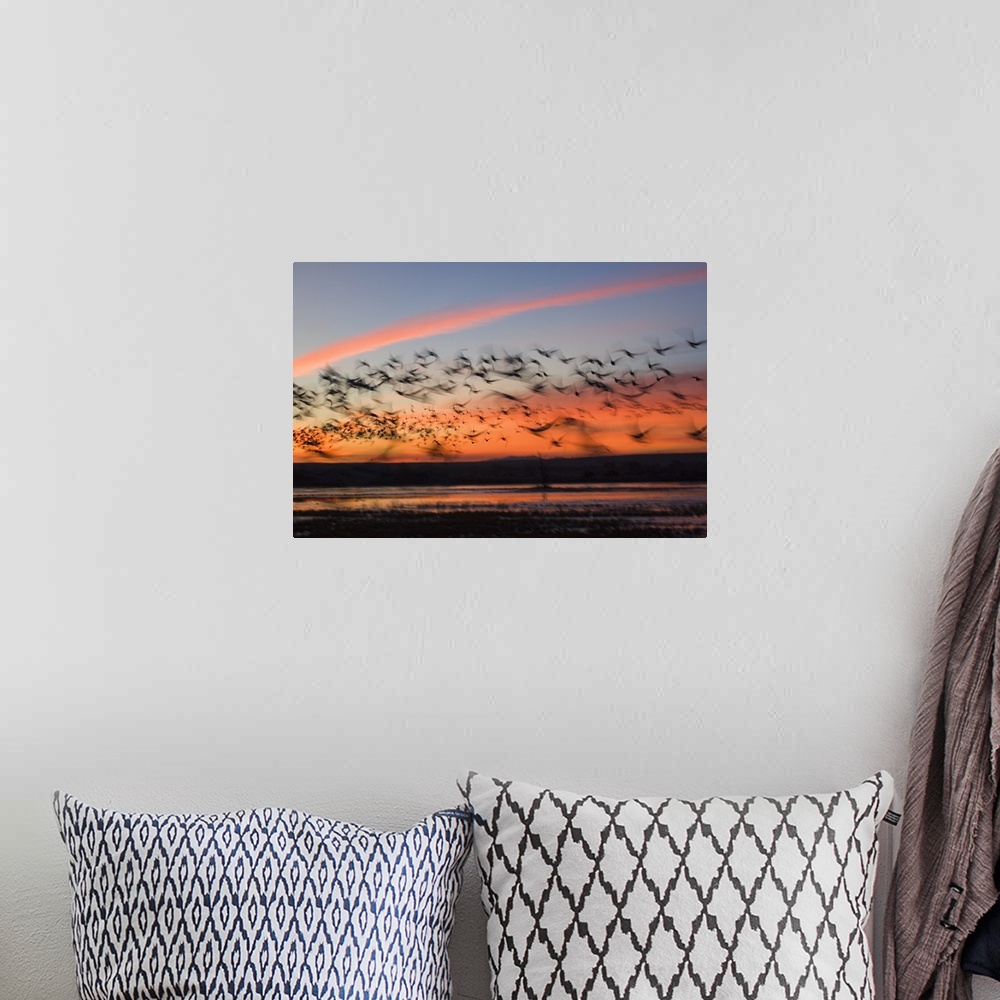 A bohemian room featuring Photograph of large flock of birds flying over march at sunset.