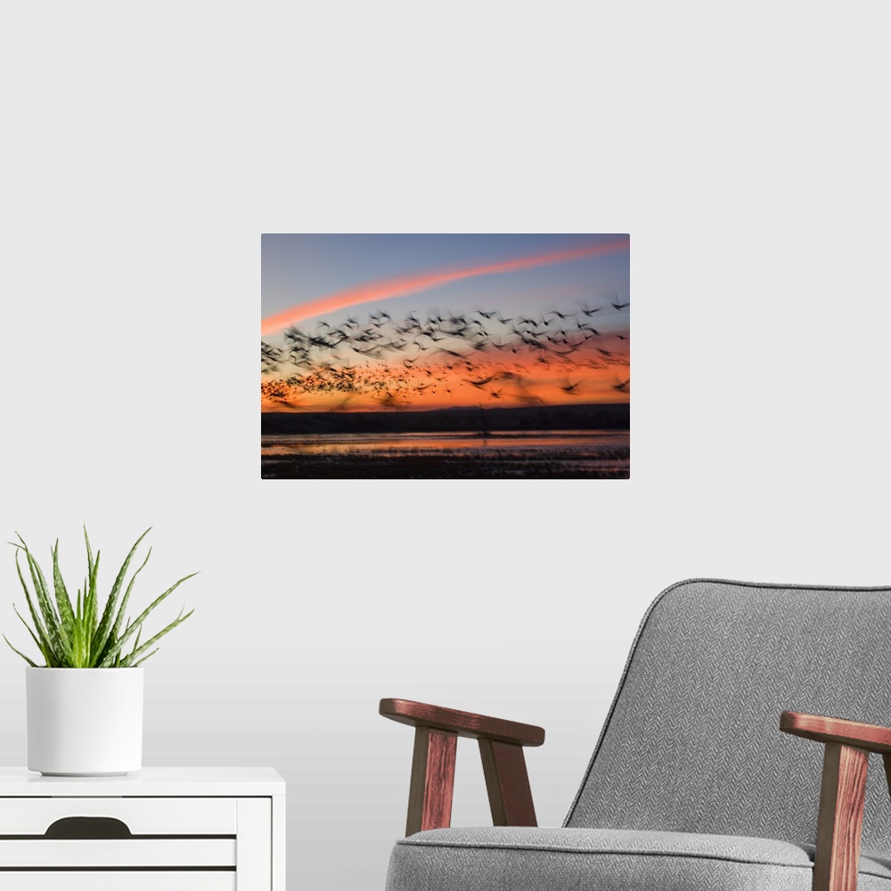 A modern room featuring Photograph of large flock of birds flying over march at sunset.