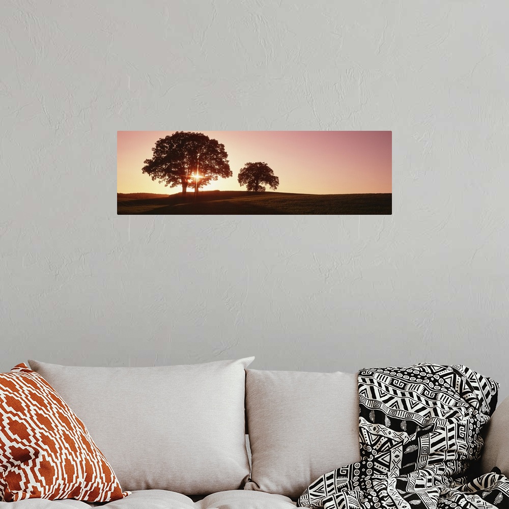 A bohemian room featuring Large trees stand in an open field and are silhouetted by the sunset just behind them.