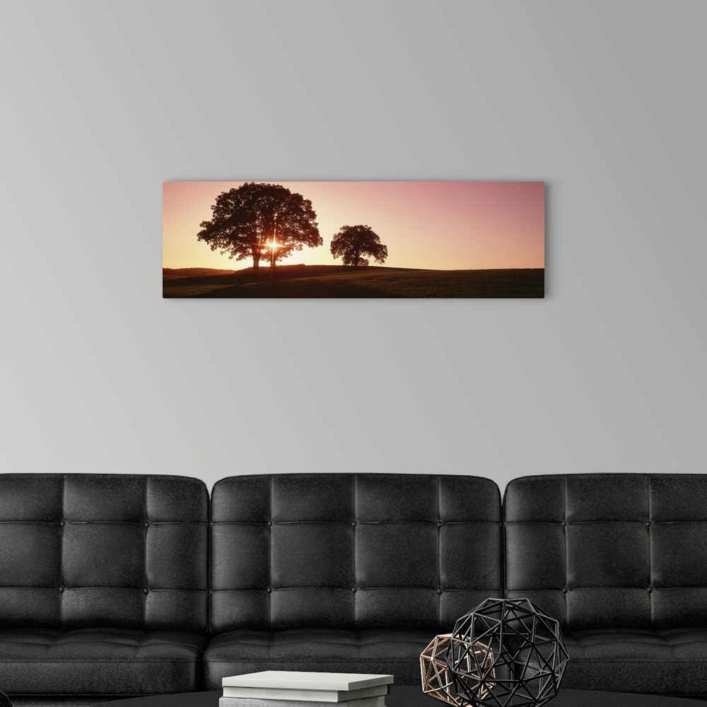 A modern room featuring Large trees stand in an open field and are silhouetted by the sunset just behind them.