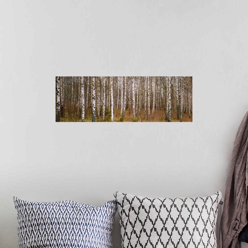 A bohemian room featuring Wall art photograph of a forest dense with birch trees on a panoramic, landscape canvas.