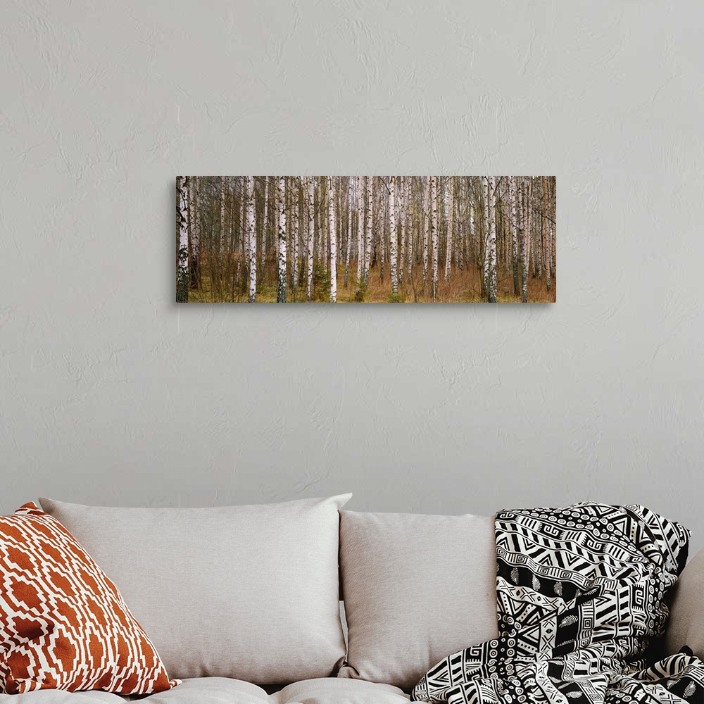 A bohemian room featuring Wall art photograph of a forest dense with birch trees on a panoramic, landscape canvas.
