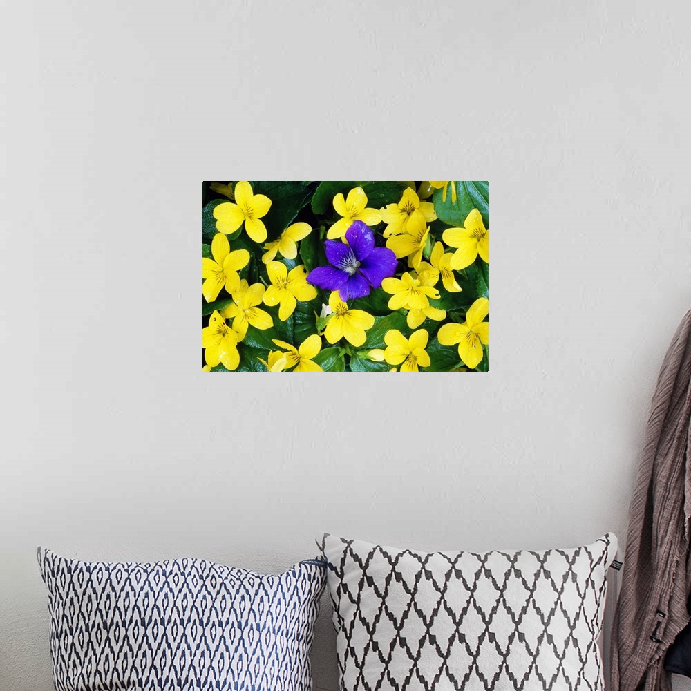 A bohemian room featuring Single Blue Violet Flower (Viola Adunca) In Bloom Among Stream Violet Flowers (Viola Glabella)