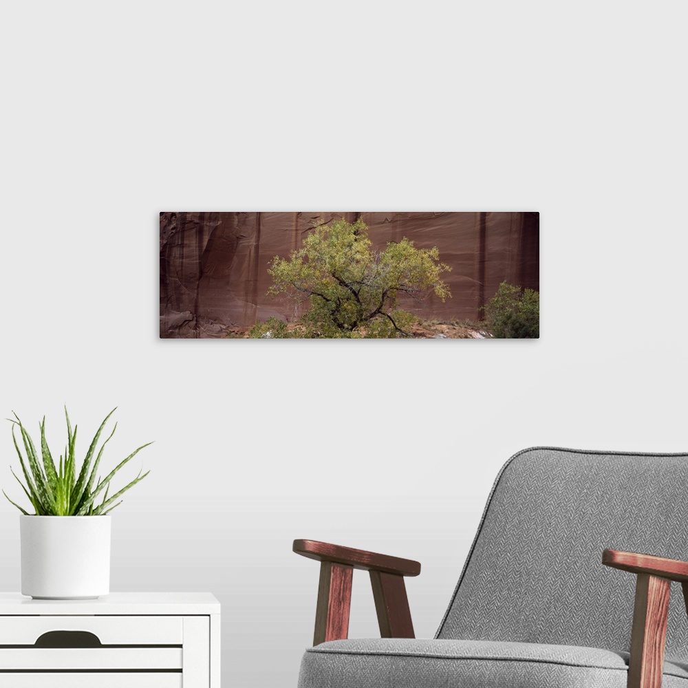 A modern room featuring Single Cottonwood against sandstone wall near Capitol Reef National Park, UT, NR