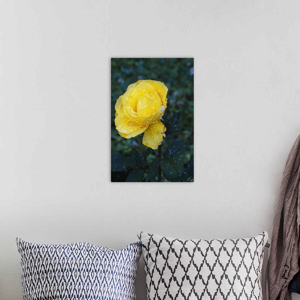 A bohemian room featuring Single dew-covered yellow rose blossom.