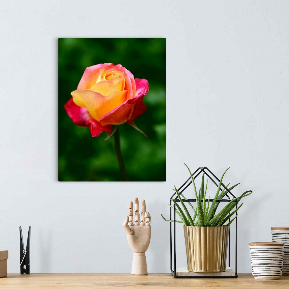 A bohemian room featuring Macro photograph of a blooming rose against a blurred background.