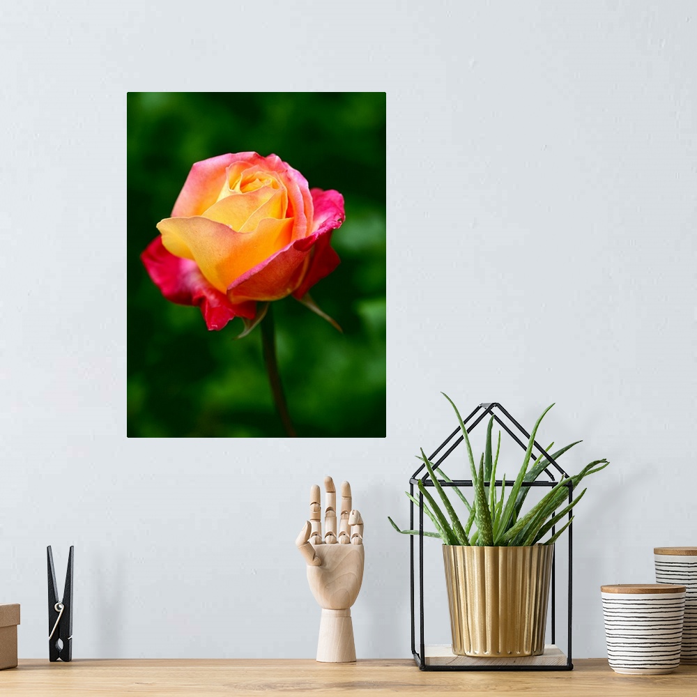 A bohemian room featuring Macro photograph of a blooming rose against a blurred background.