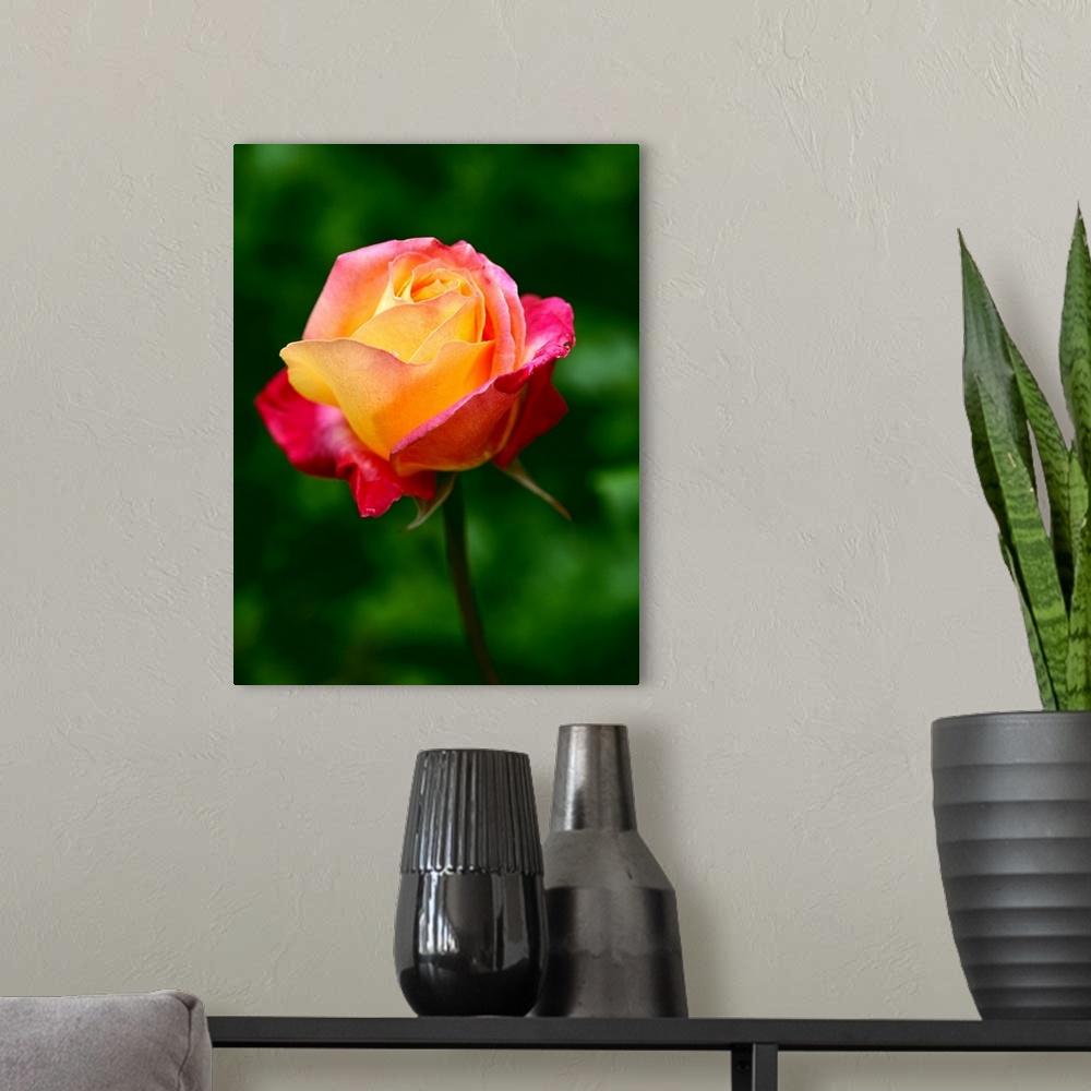 A modern room featuring Macro photograph of a blooming rose against a blurred background.