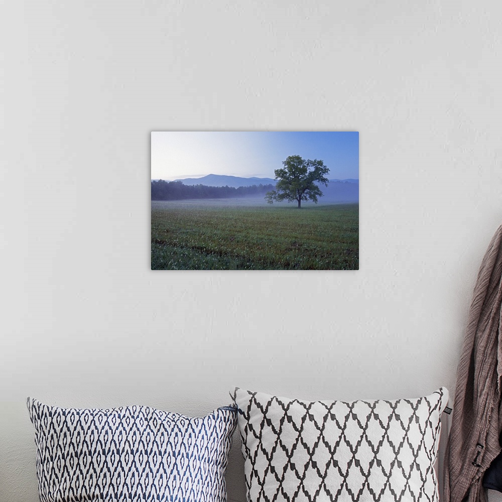 A bohemian room featuring Single tree in green pasture at Cades Cove, distant Smoky Mountains in mist, Smoky Mountains Nati...