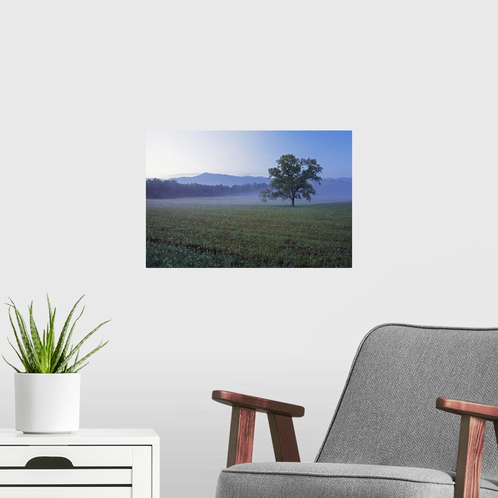 A modern room featuring Single tree in green pasture at Cades Cove, distant Smoky Mountains in mist, Smoky Mountains Nati...