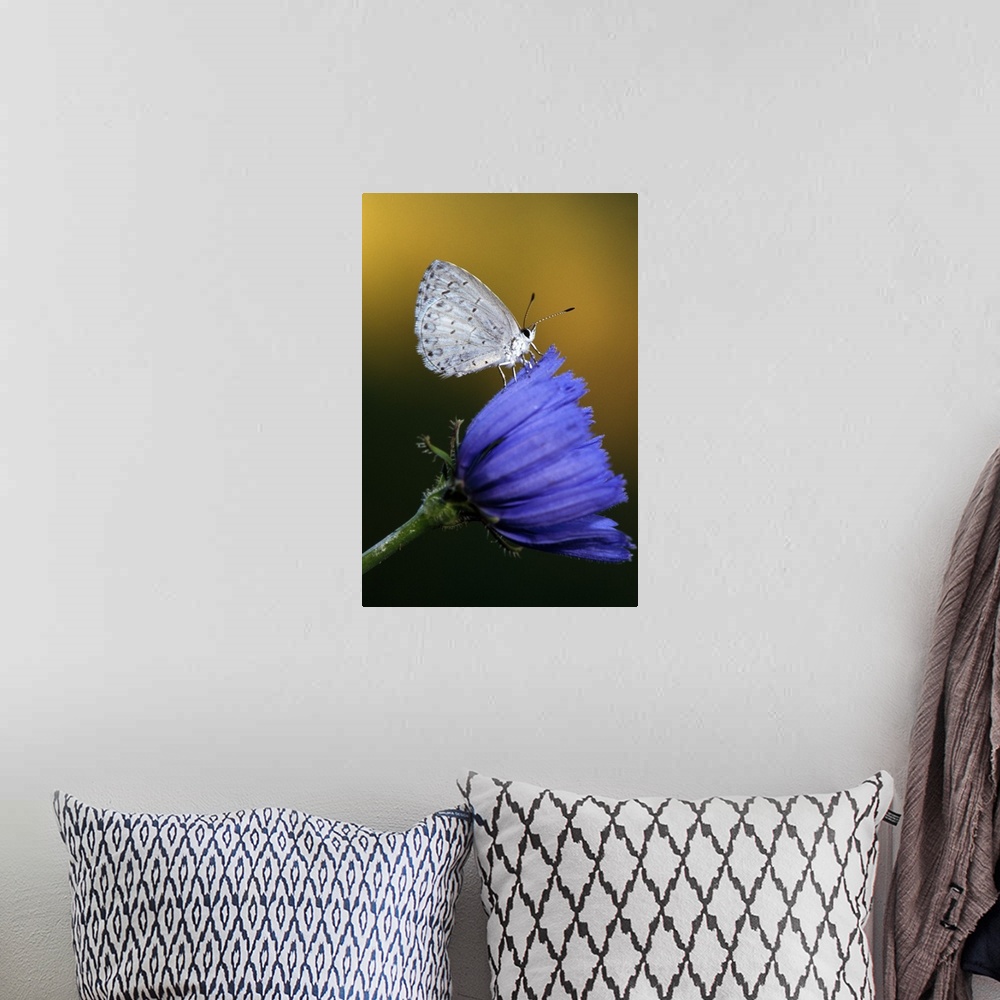 A bohemian room featuring A flower is photographed closely with a white moth perched on it.