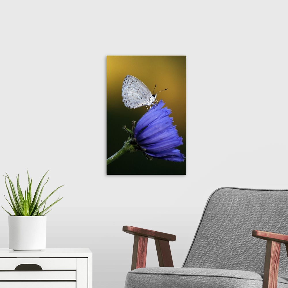 A modern room featuring A flower is photographed closely with a white moth perched on it.