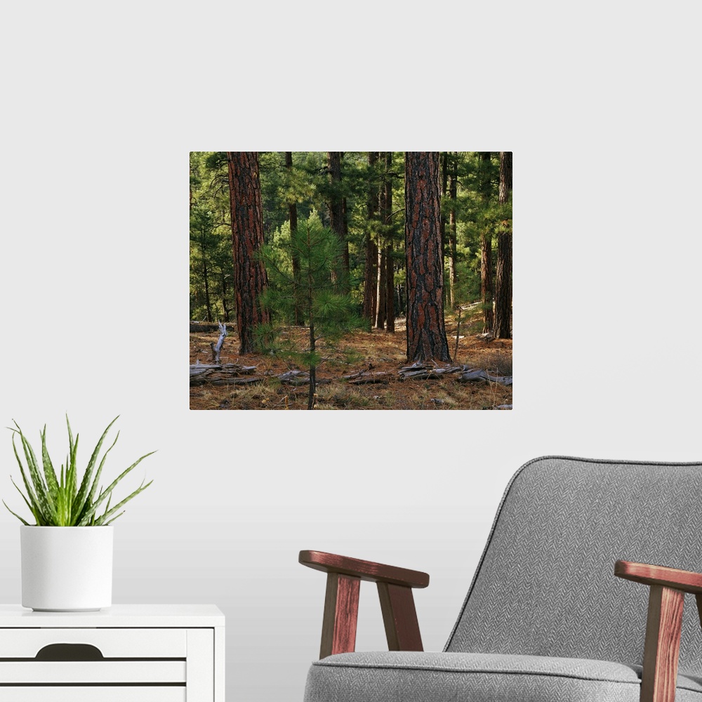 A modern room featuring Panoramic photograph of woods scattered with pine cones and dead tree logs.