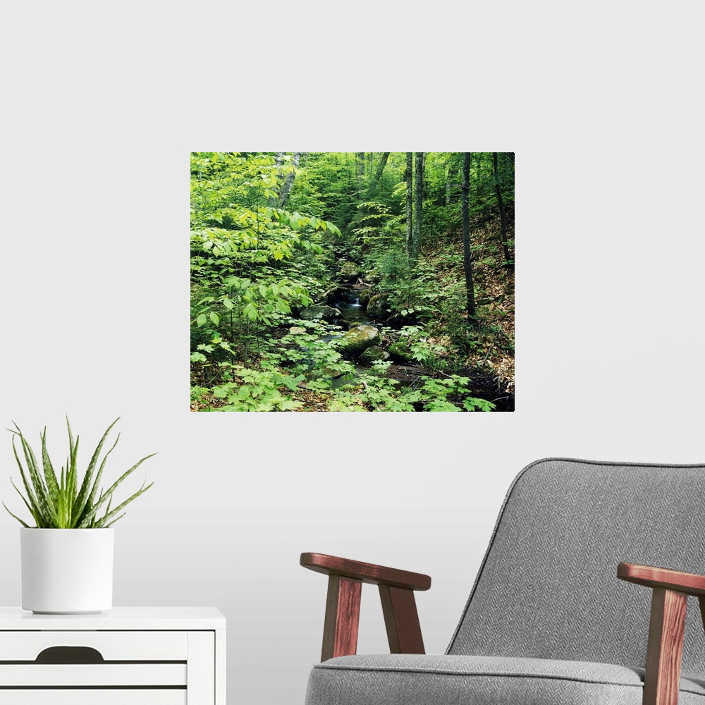 A modern room featuring Small stream along Black Pond Trail, White Mountain National Forest, New Hampshire