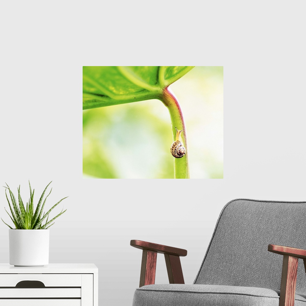 A modern room featuring Snail on Leaf Crawling Upward