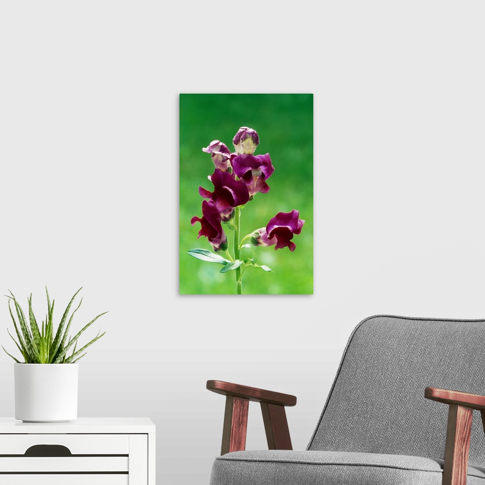 A modern room featuring Snapdragon flowers (Antirrhinum majus) blooming, close up.