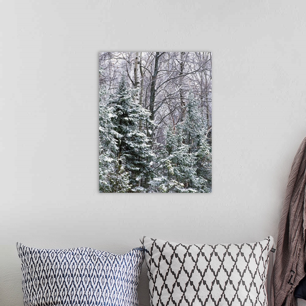A bohemian room featuring Large bare trees along with pine trees are covered with snow.