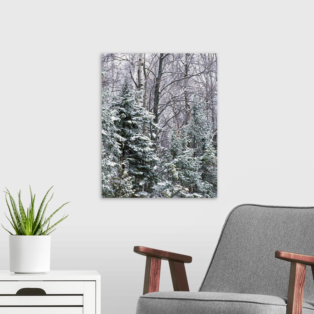 A modern room featuring Large bare trees along with pine trees are covered with snow.