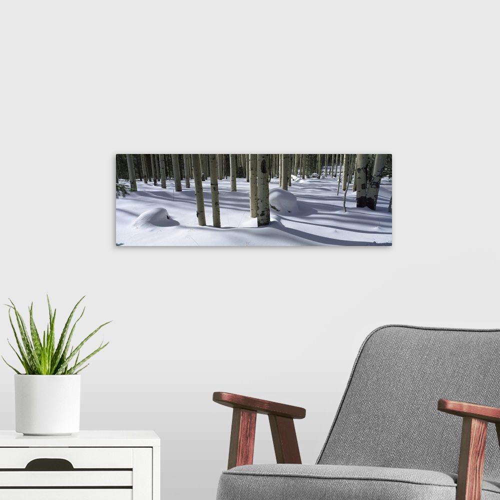 A modern room featuring Snow covered landscape, Flagstaff, Coconino County, Arizona