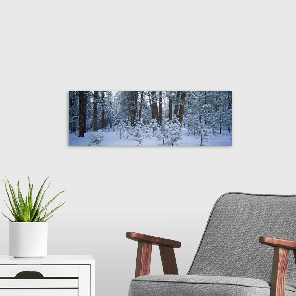 A modern room featuring Snow covered plants in the forest