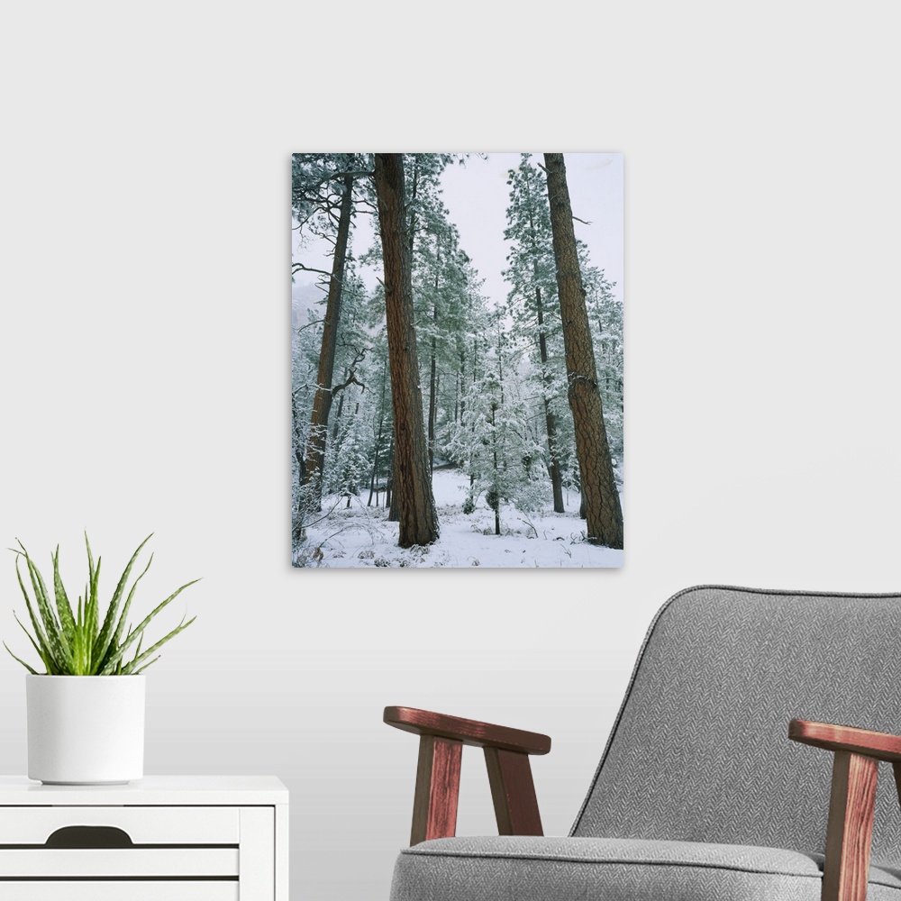A modern room featuring Snow covered Ponderosa Pine trees in a forest, West Fork of Oak Creek, Coconino National Forest, ...
