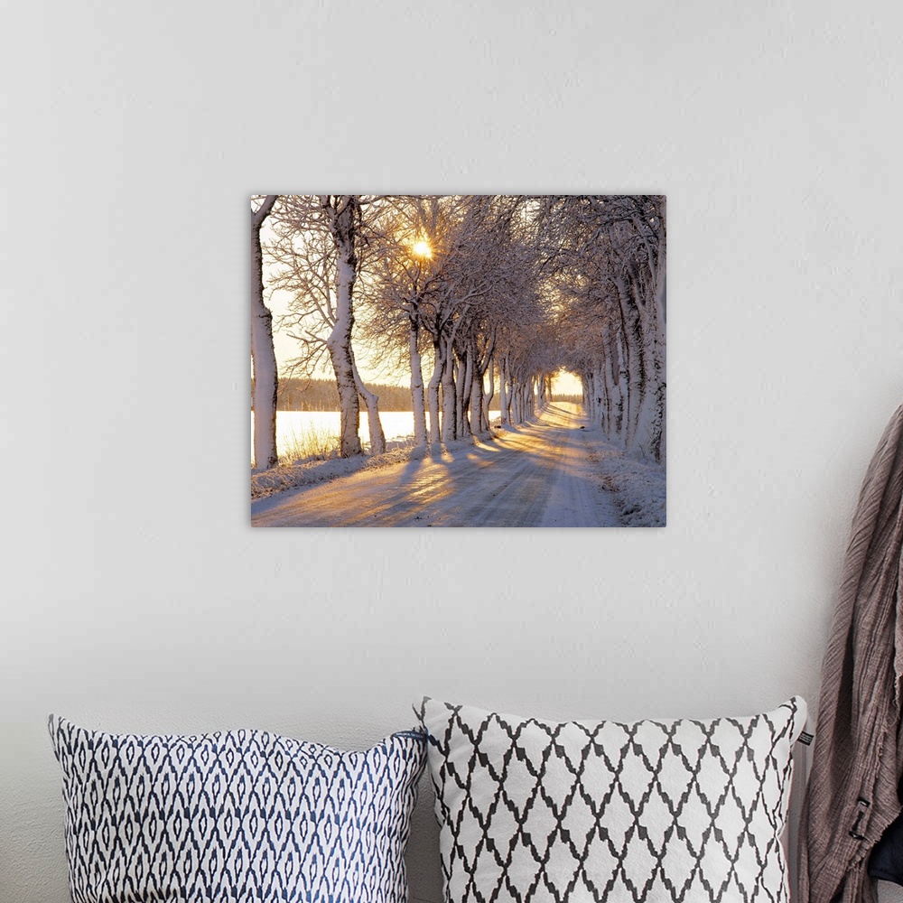 A bohemian room featuring Large photograph shows the sun trying to make its way through the tops of giant trees bare of the...